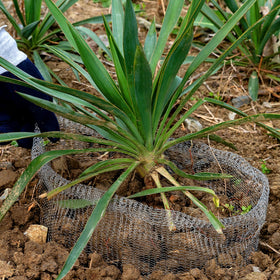 Aulock stainless steel guard basket durability for long-term gardening protection.