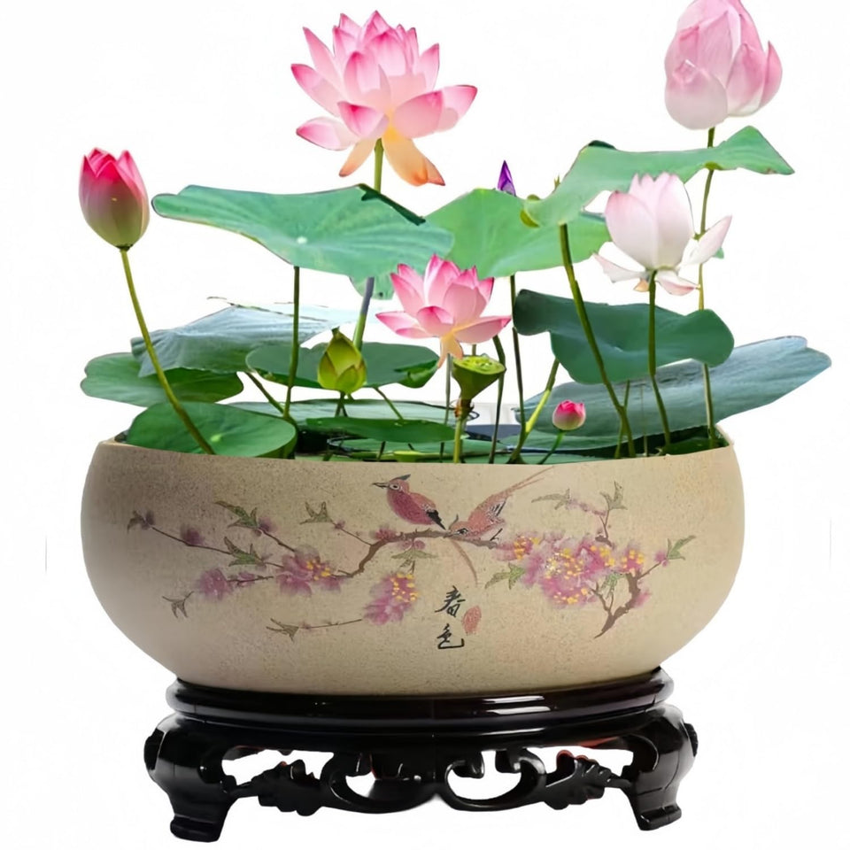 Aunosit Lotus Bowl with Stand elevates display for an indoor focal point.