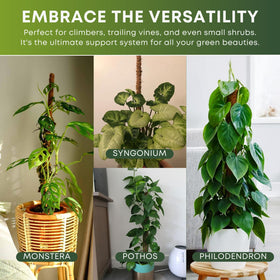 Auraville jute rope and Velcro ties for gentle, adjustable plant support.