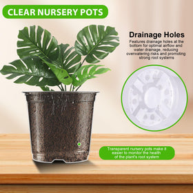 Auriikoop Clear Nursery Pots 4-inch transparent walls for transplant readiness.