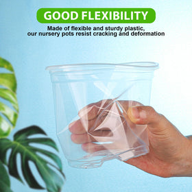 Auriikoop Clear Nursery Pots transplant-ready for smooth pot-to-pot transfers.