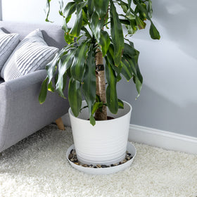 Austin Planter case of 2 provides ready saucers for multiple planters