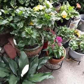 Autopromake 5 Pack decorative plant display in any indoor or outdoor space.