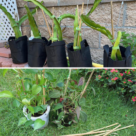 Avalution 50pcs bamboo plant stakes pack ideal for versatile gardening projects.
