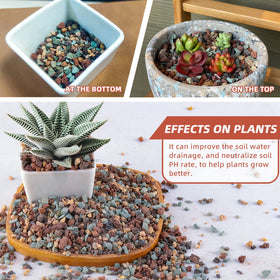 Avalution mix in succulent pot demonstrates improved drainage and vitality.