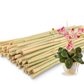 Avalution bamboo plant stake 18-inch provides sturdy indoor and outdoor plant support.