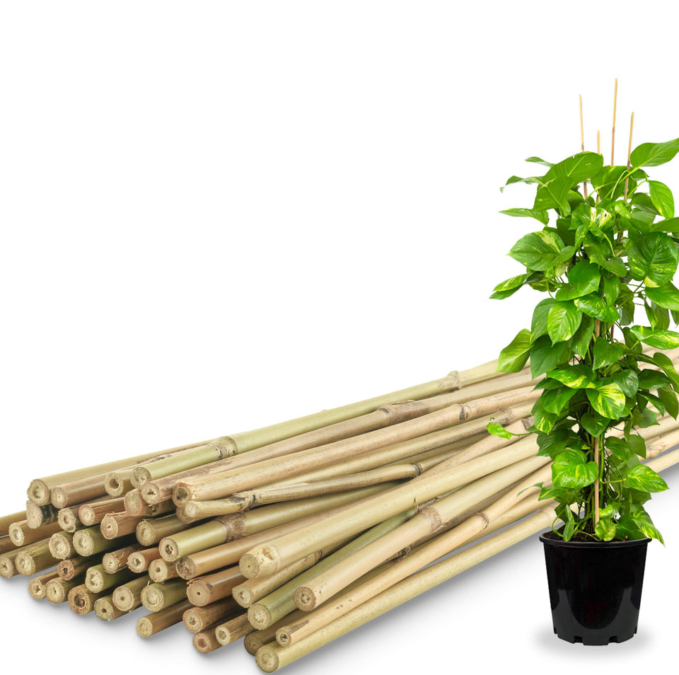 Avalution bamboo plant stakes, 4ft, sturdy support for tomatoes and beans.
