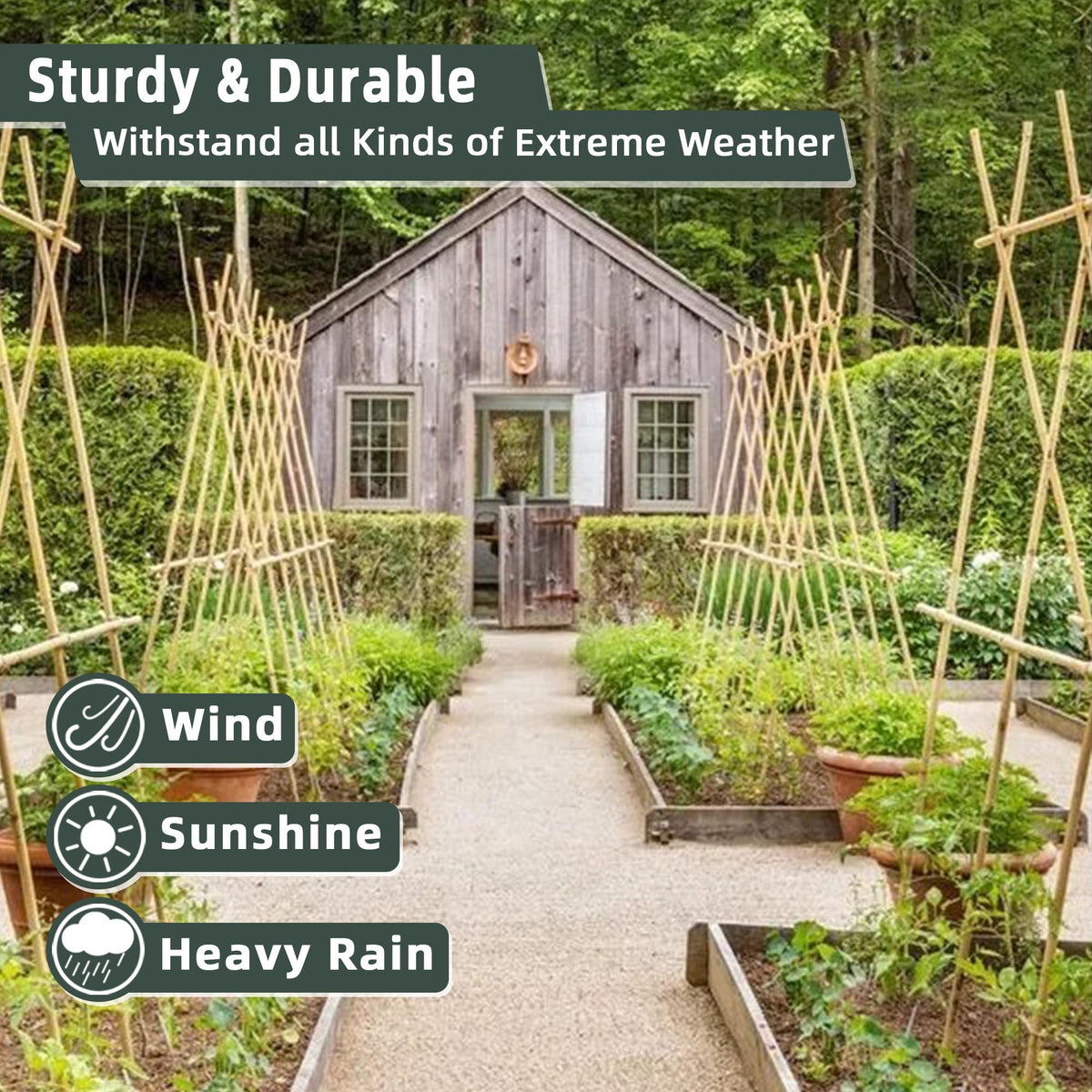 Avalution bamboo stake supports eggplant and beans to keep plants upright.