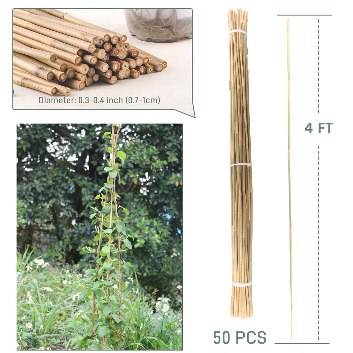 Avalution bamboo stakes for indoor-outdoor use with natural durability.
