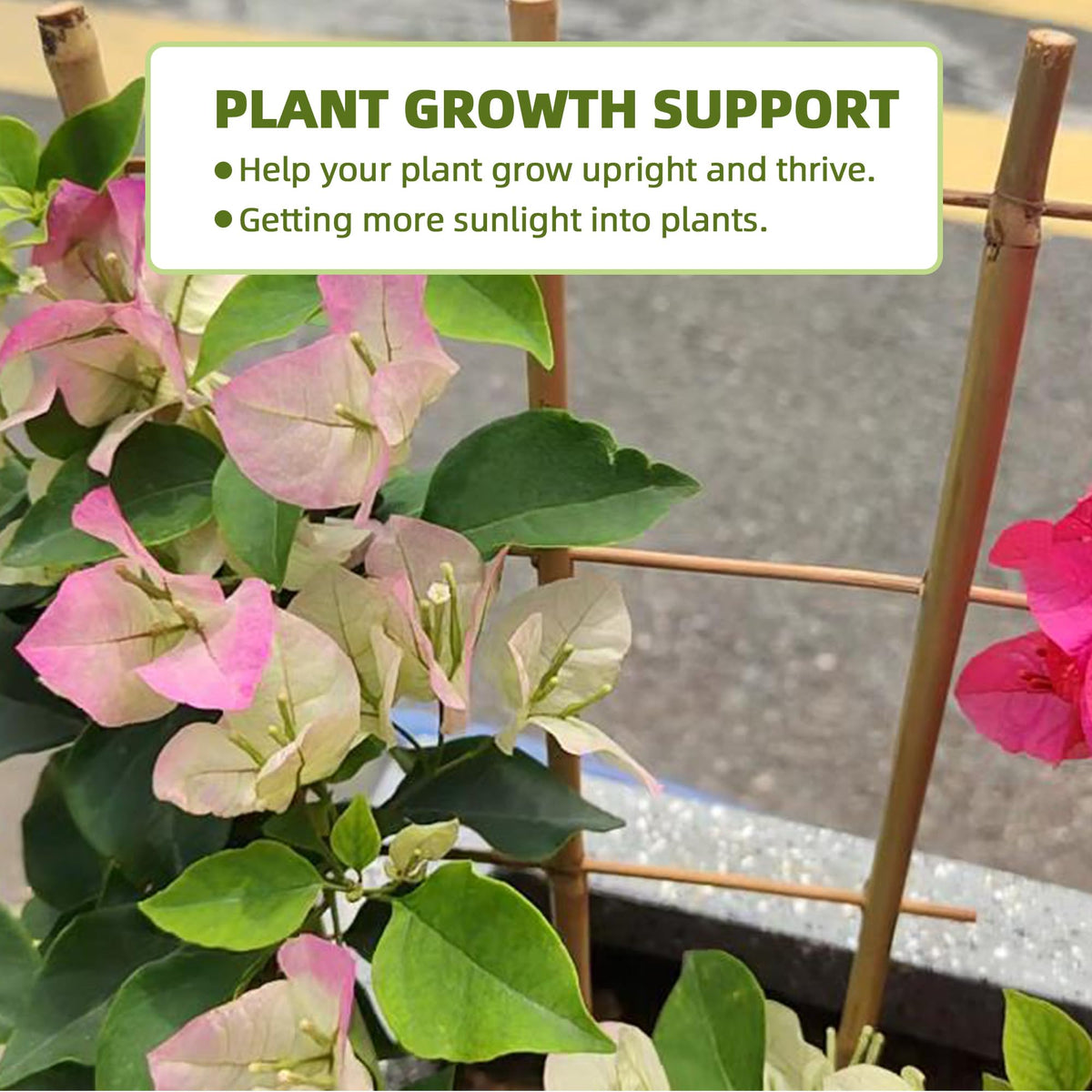 Avalution fan-shaped bamboo trellis showcases lightweight, sturdy plant support.