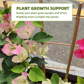 Avalution fan-shaped bamboo trellis showcases lightweight, sturdy plant support.