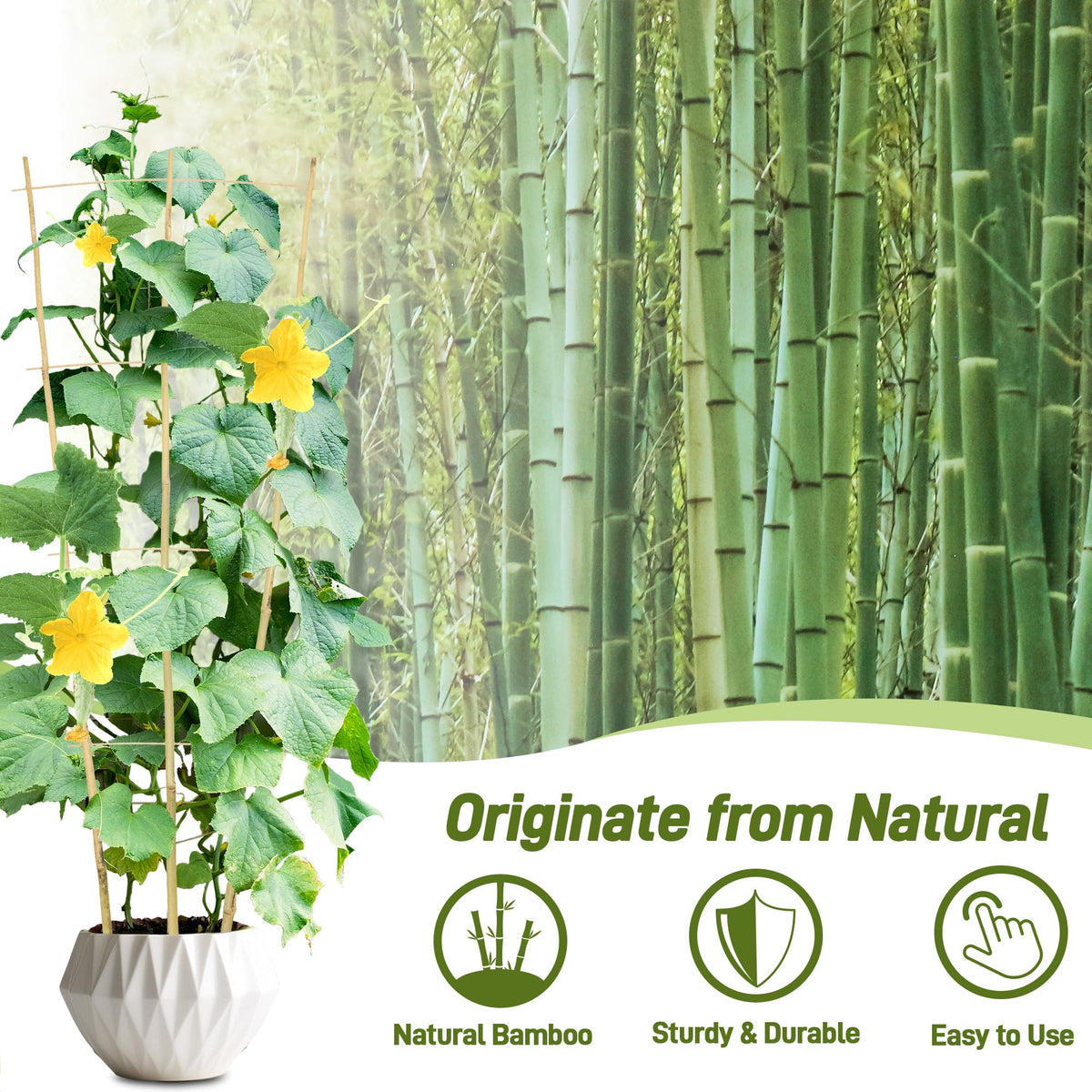 Avalution bamboo trellis fan-shaped design provides decorative support for ivy and Monstera.