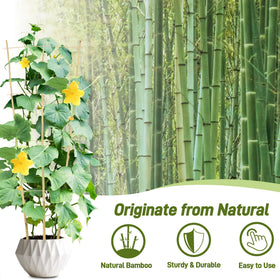 Avalution bamboo trellis fan-shaped design provides decorative support for ivy and Monstera.
