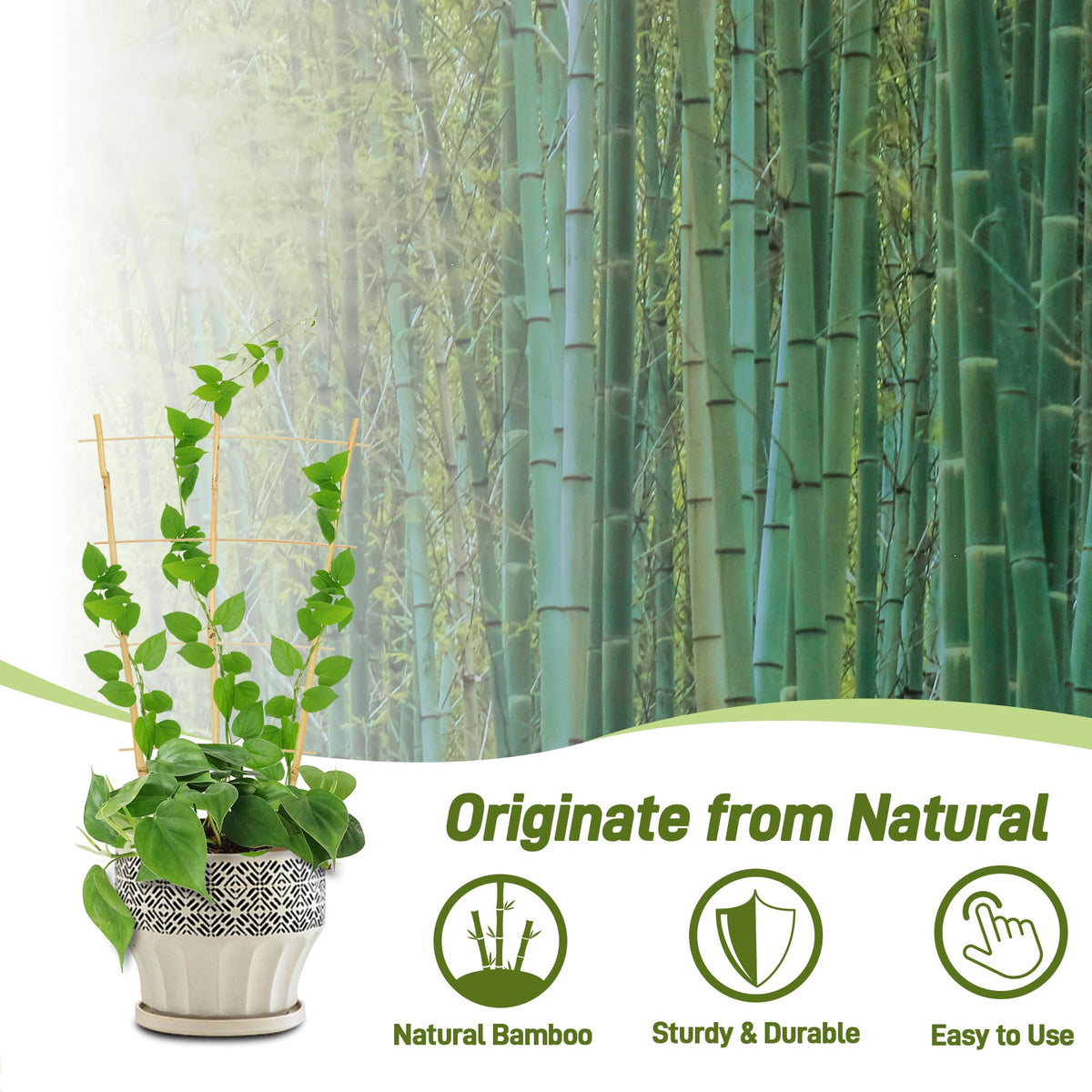 Avalution fan-shaped plant support helps climbing vines reach light with graceful structure.