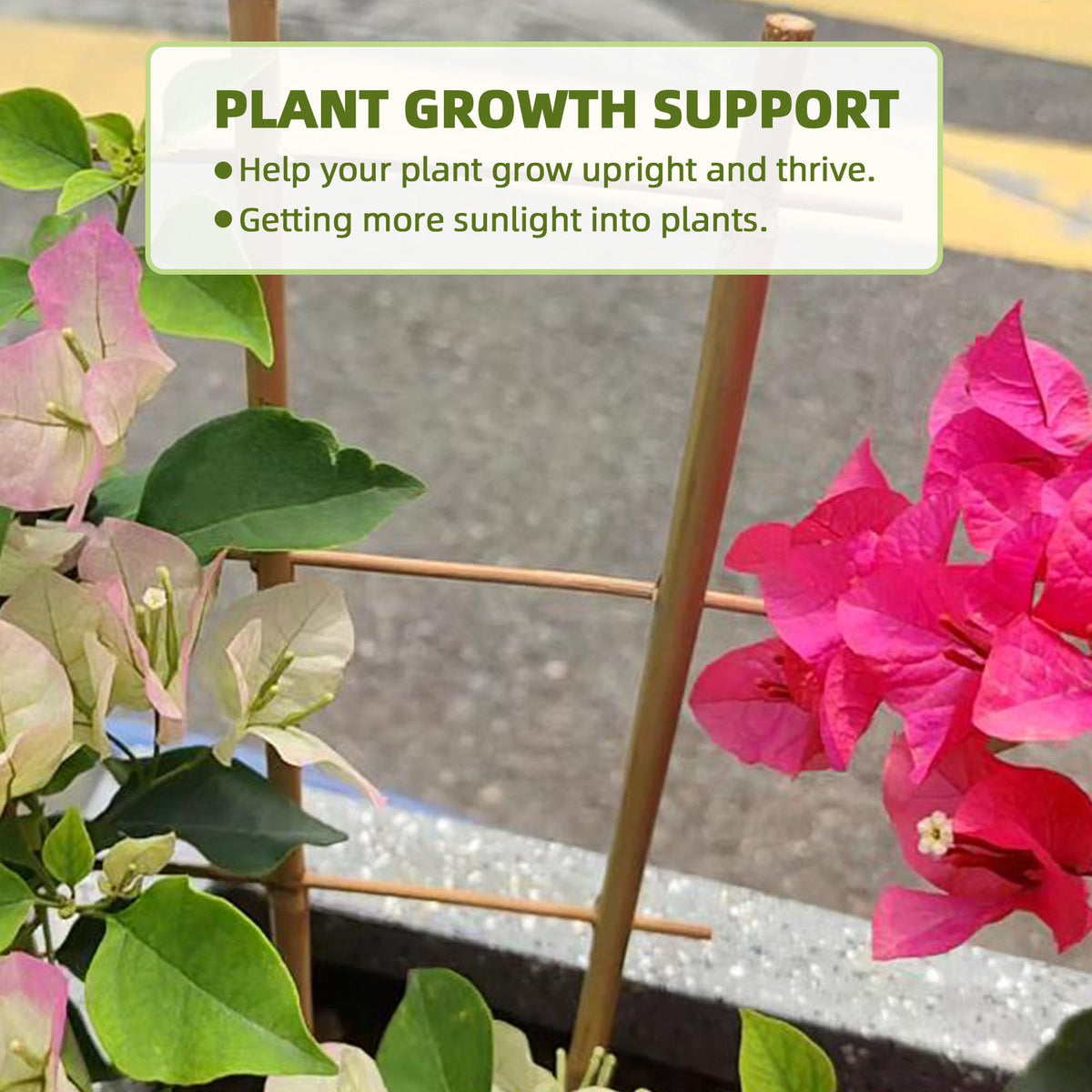 Avalution indoor ladder design trellis provides sturdy support for monstera and other climbers.