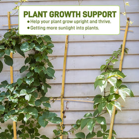 Avalution bamboo trellis designed for indoor and outdoor use with versatile plant support.