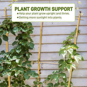 Avalution indoor potted plants trellis blends natural bamboo with sturdy, lightweight support.