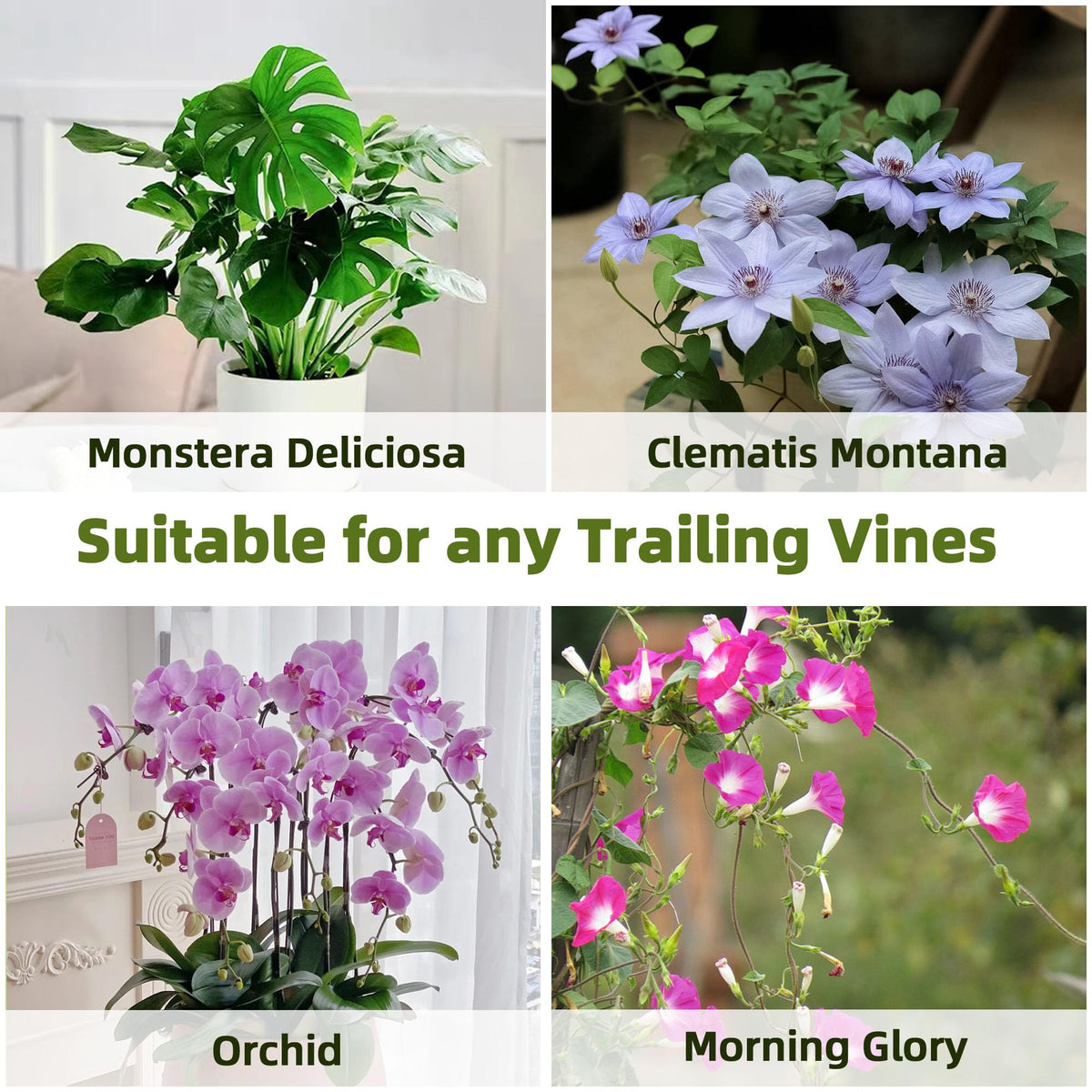 Avalution bamboo trellis for monstera and vines supports growth with natural aesthetics.