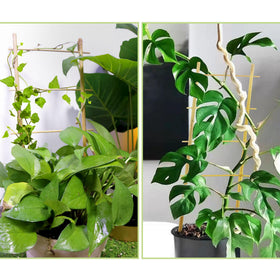 Avalution natural bamboo trellis highlights plant structure while blending with home décor.