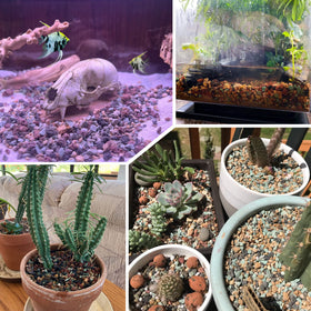 Avalution bonsai top-dressing highlights improved drainage around roots