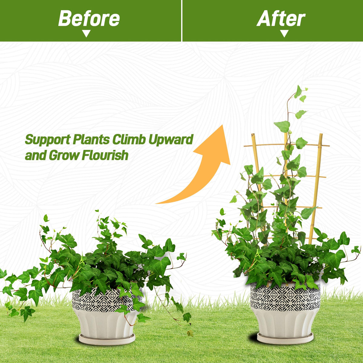 Avalution climbing ivy trellis in garden showcases space-efficient vertical growth