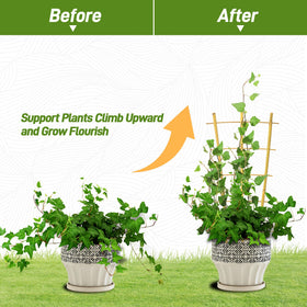 Avalution climbing ivy trellis in garden showcases space-efficient vertical growth
