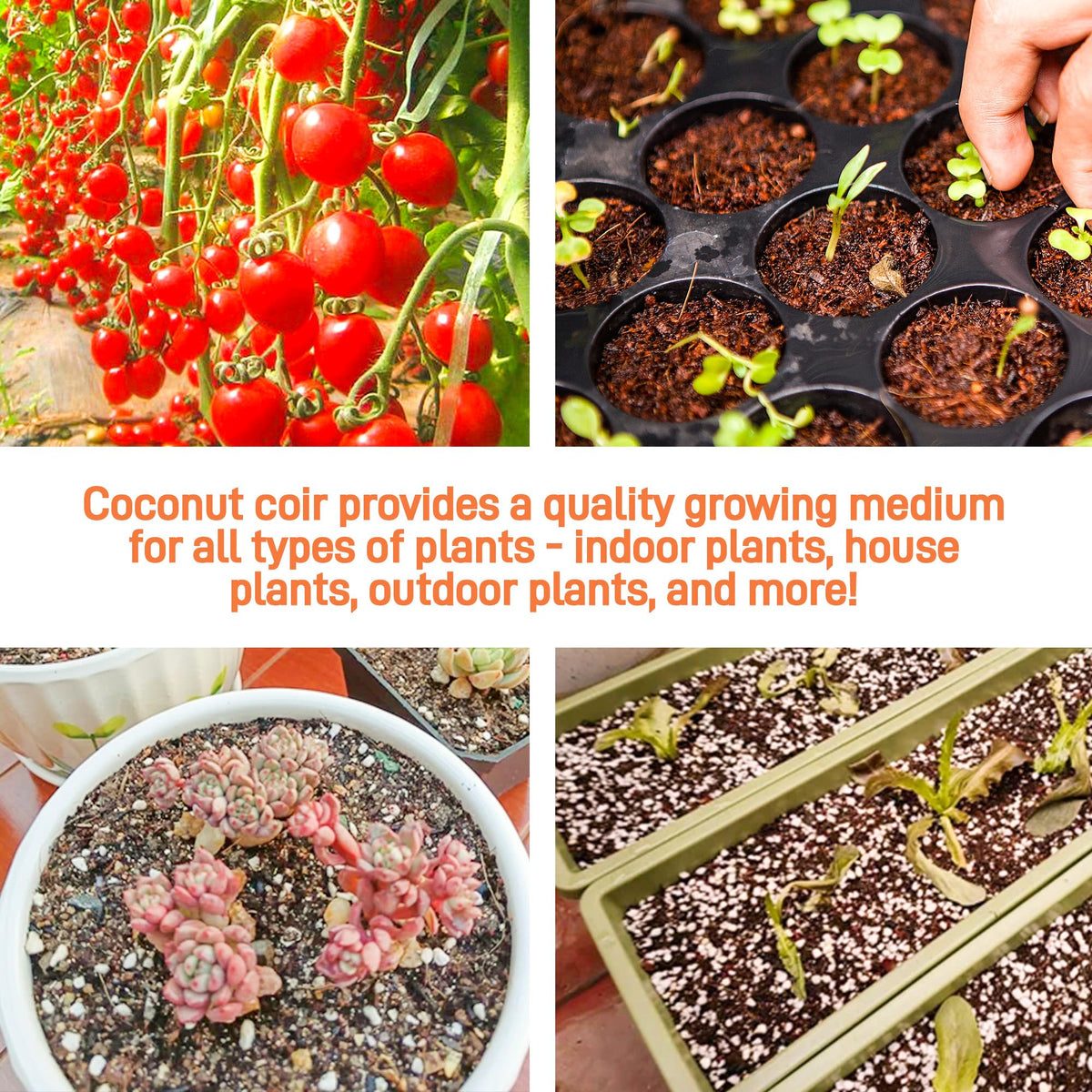 Avalution coco coir bricks easy to prep with simple soaking process.