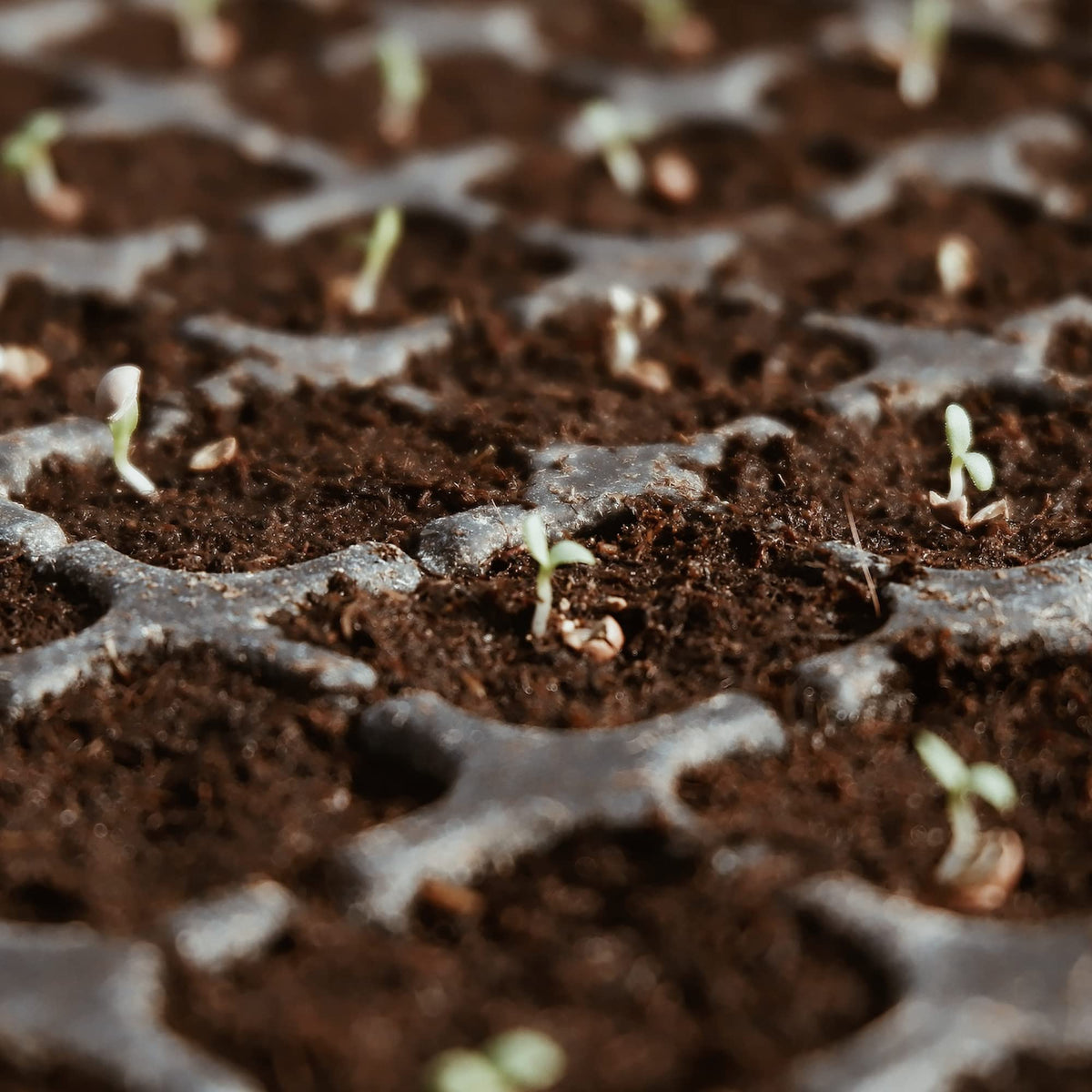 Avalution coco coir bricks suitable for seed germination and microgreens.
