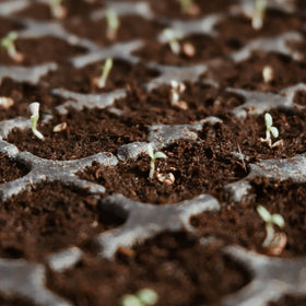 Avalution coco coir bricks suitable for seed germination and microgreens.