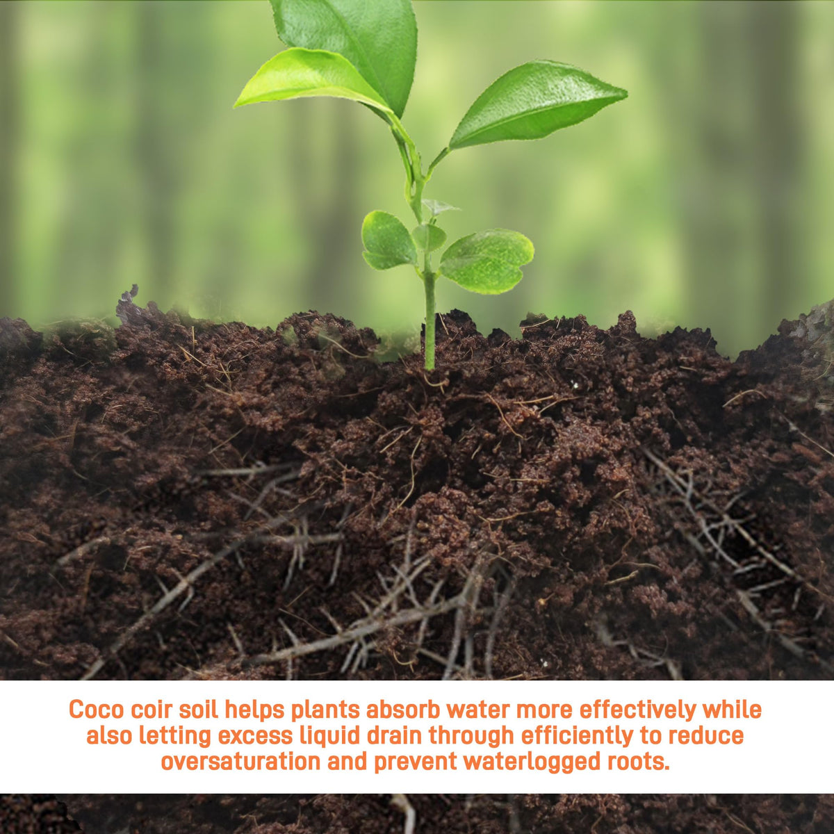 Avalution coconut coir bricks ideal for seed germination setups