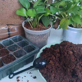 Avalution coconut coir bricks versatile for microgreens and raised beds