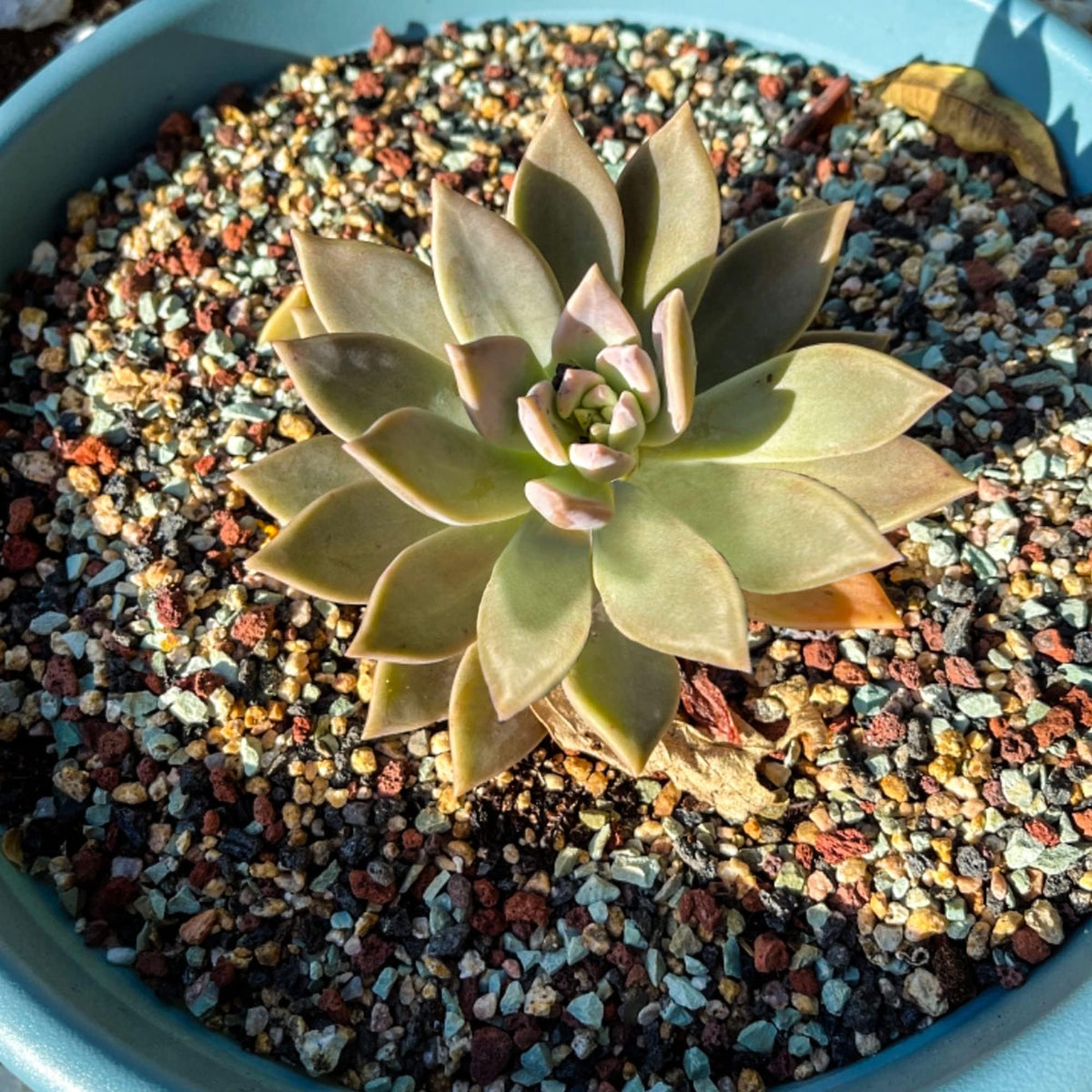Avalution DIY terrariums and fairy gardens with vibrant decorative rock.