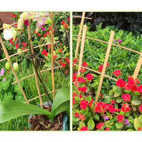 Avalution bamboo construction blends natural look with durable, versatile support.