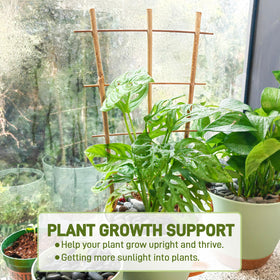 Avalution fan-shaped bamboo trellis close-up showing durable support for climbers