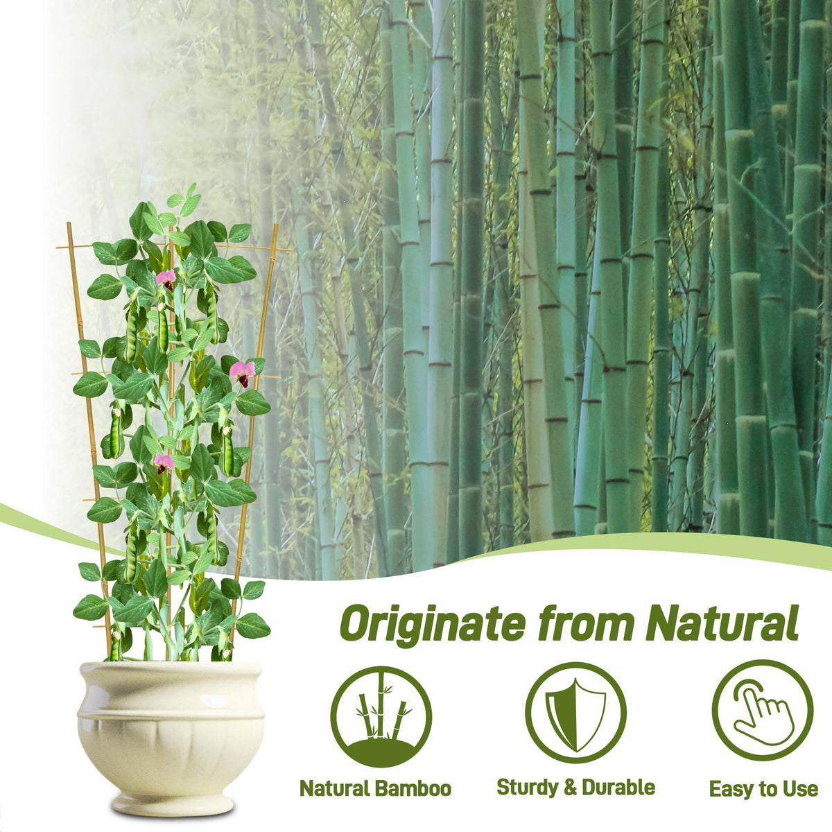 Avalution fan-shaped plant trellis designed for houseplants and climbers.