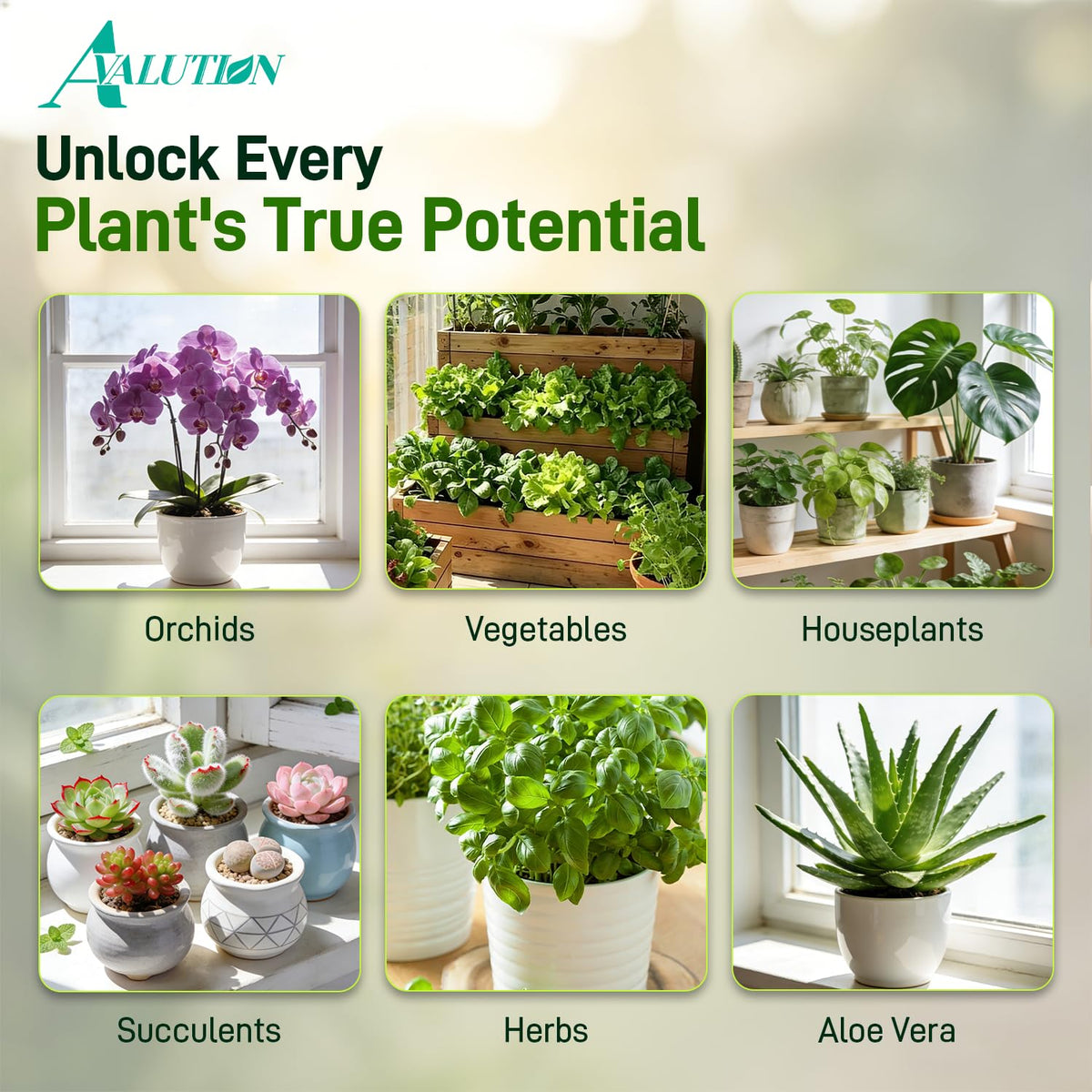 Avalution indoor planter setup with potting mix for healthy roots