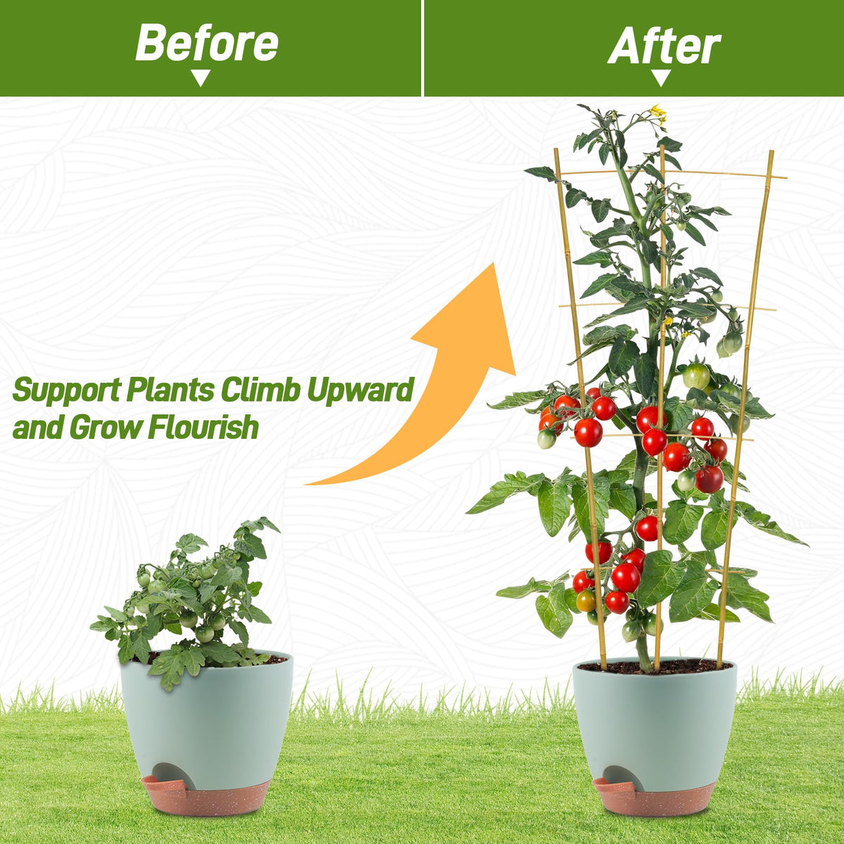 Avalution trellis supports ivy, Hoya, and Monstera vines for neat growth.