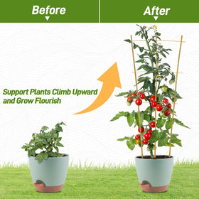 Avalution trellis supports ivy, Hoya, and Monstera vines for neat growth.