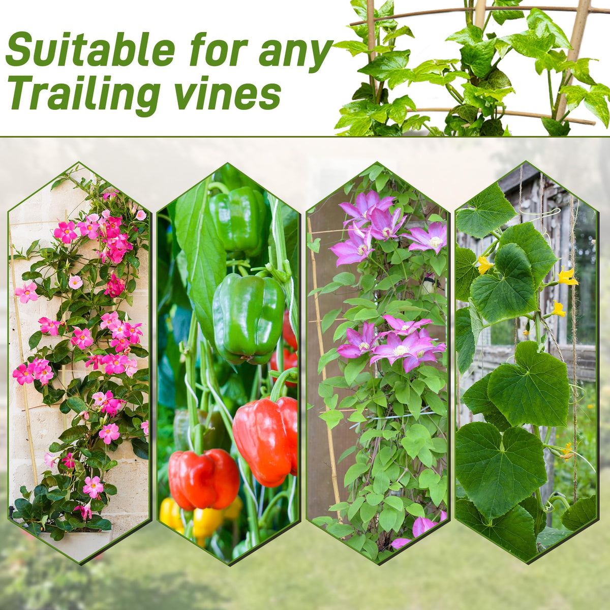 Avalution natural bamboo trellis easy to install in pots and beds.