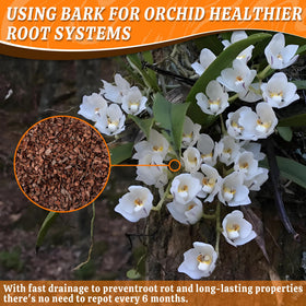 Avalution Orchid Bark in pot setup demonstrates balanced moisture and stability.