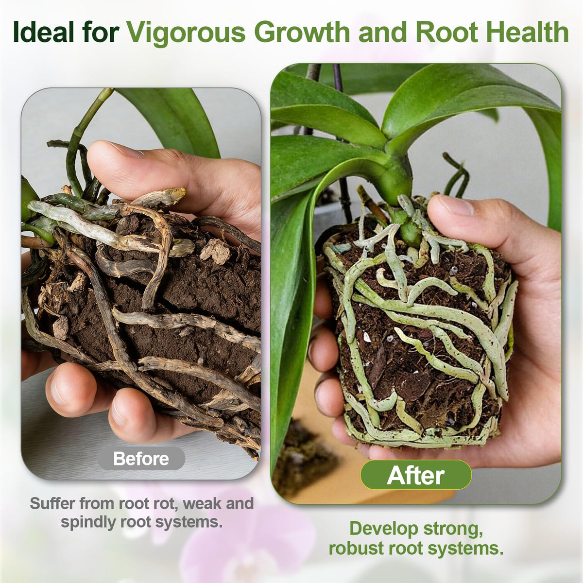 Avalution Orchid Bark Mix 3 Qt root development view showing airy substrate