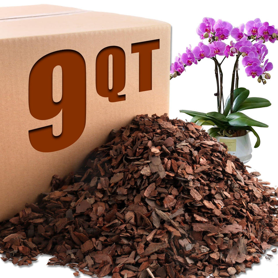 Avalution Orchid Bark provides root stability for healthy growth.