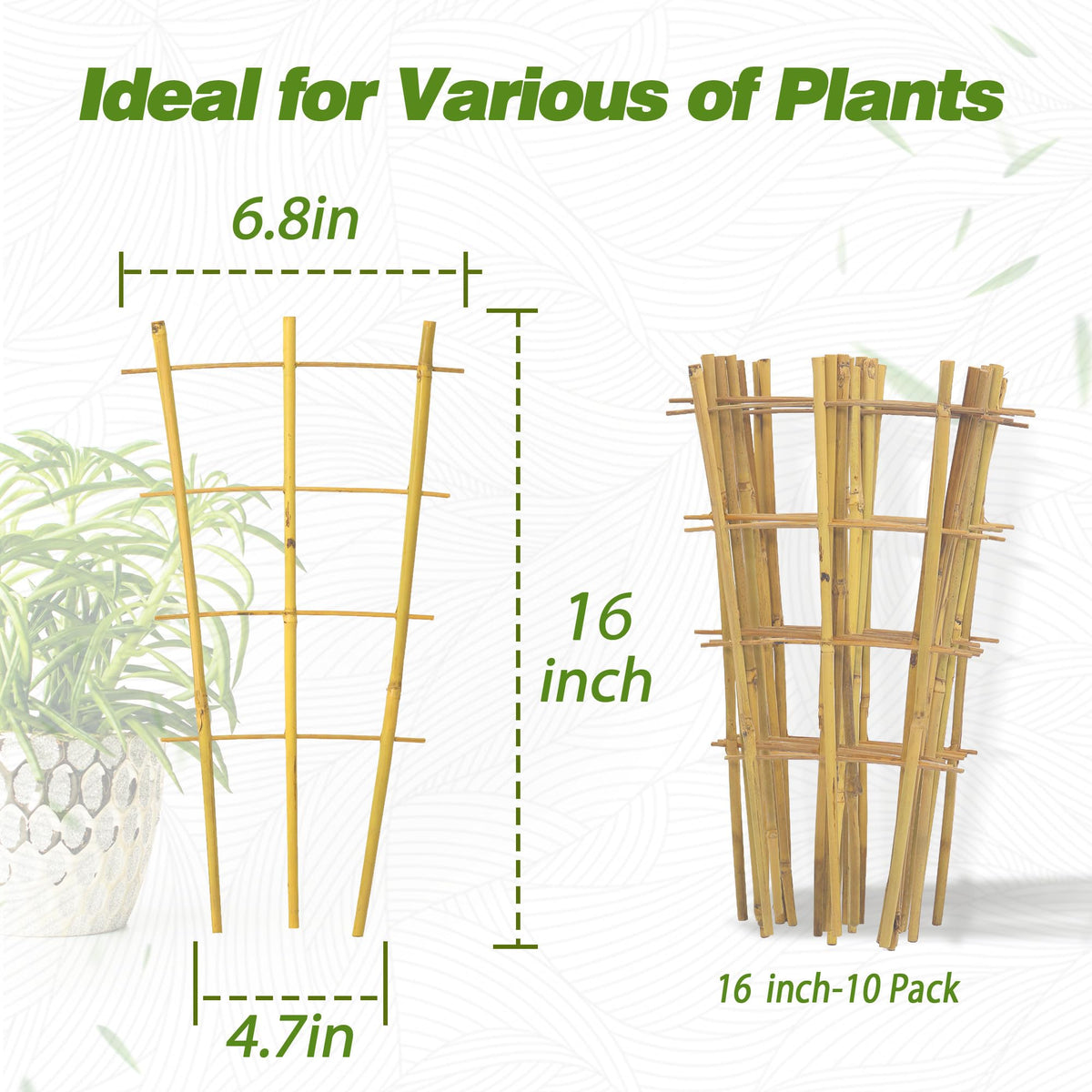 Avalution potted plant trellis setup demonstrates easy insertion and tidy growth path