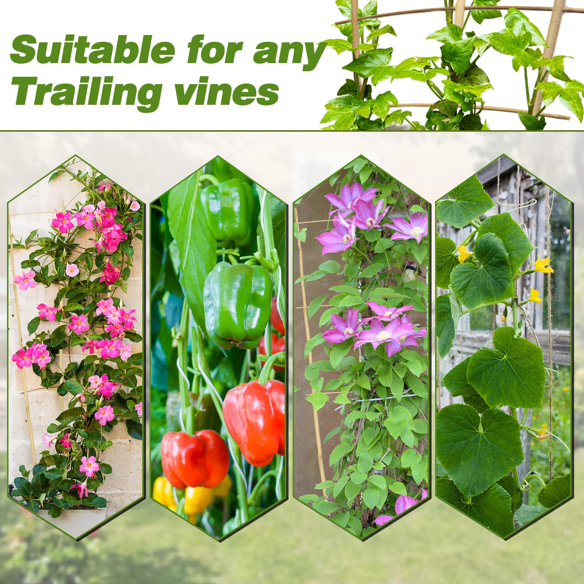Avalution vegetables trellis supports cucumber and tomato vines in outdoor beds