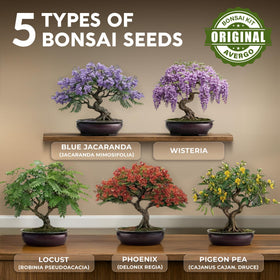 AVERGO bonsai seed packets display diverse varieties for future tree growth.
