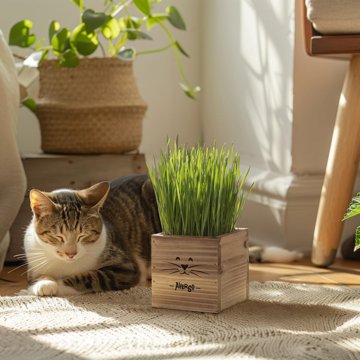 AVERGO Cat Grass Kit cat lovers' simple, rewarding indoor gardening project.