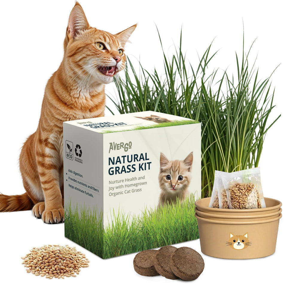 AVERGO cat grass kit packaging shows a complete indoor growing setup.