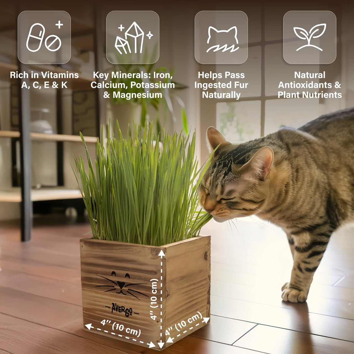 AVERGO Cat Grass Kit fast-sprouting cat grass demonstrates quick growth.