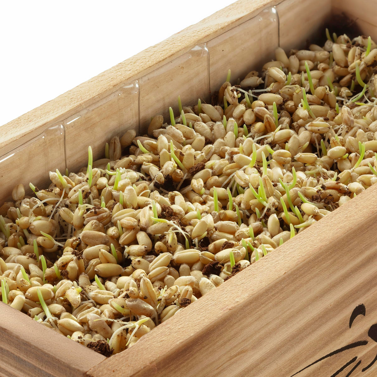 AVERGO organic-ready cat grass features natural materials.