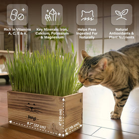 AVERGO pet-friendly grass kit suitable for homes with pets.